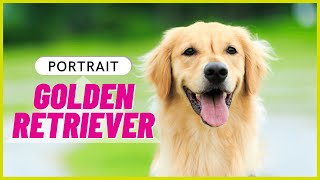 GOLDEN RETRIEVER | Charakter, Haltung & Gesundheit