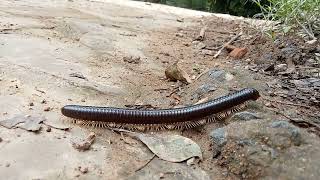 amazing movement||amazing movement ?? Archispirostreptus gigasamazing viral video wildlife