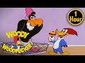 1 Hour of Woody Woodpecker Full Episodes | Baby Buzzard