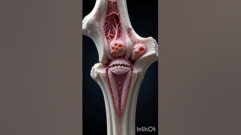 Ultra-Realistic 3D Long Bone Anatomy | Bone Marrow & Microscopic Detail#3DAnatomy #BoneMarrow