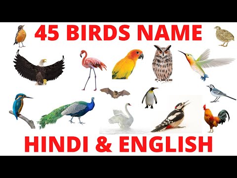 bulbul bird name in english essay