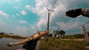 Câu cá lóc ao nước cạn bằng mồi JigHead