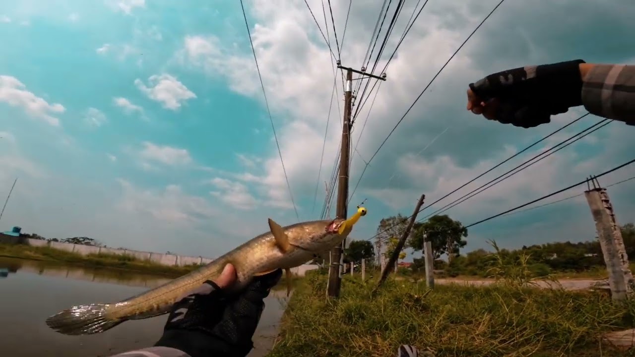 Câu cá lóc ao nước cạn bằng mồi JigHead