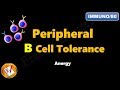 Peripheral B cell Tolerance - Anergy (FL-Immuno/80)