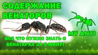 Содержание Венаторов (Harpegnathos venator )