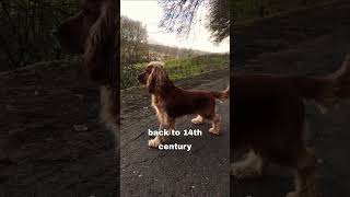 Cocker Spaniel | From Hunting to Family Pet