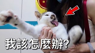 [CC SUB]The cat convulsed and was sent to the hospital for help, the doctor said it was normal.