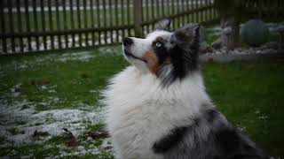 Sheltie Tricks