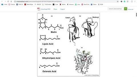 Tutorial Biotin Synthesis