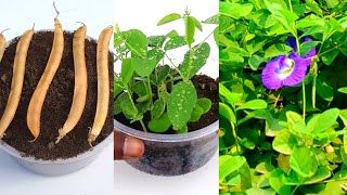 Easy method to grow Aparajita | How to Grow Aparajita/Blue Pea Plant from Seeds | clitoria ternatea