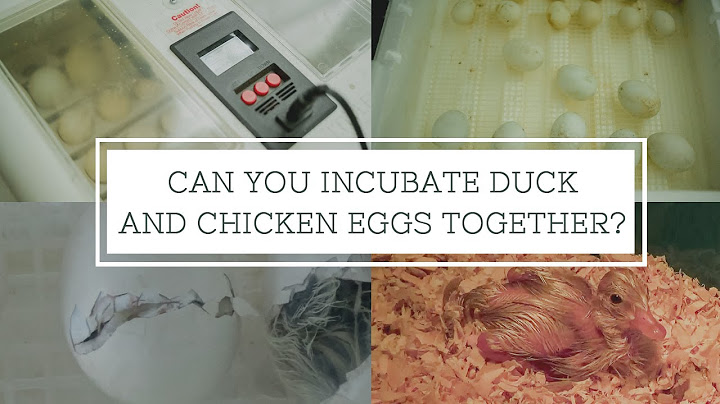 Can you Incubate Duck and Chicken Eggs Together?!? | Little Giant Incubator