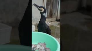 Do Cormorants Eat Minced Fish?
