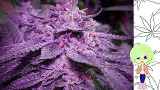 Ethos Genetics Strain Guide - STRAIN TV