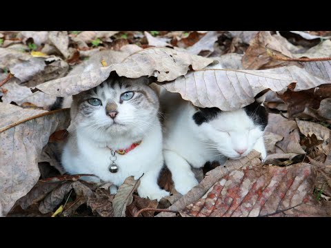 朴の木枯れ葉のせ猫　201112