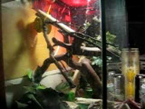 Baby Green Tree Python Eating