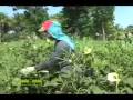 MNA OKRA FARMING EPISODE PART 2 05/25/09