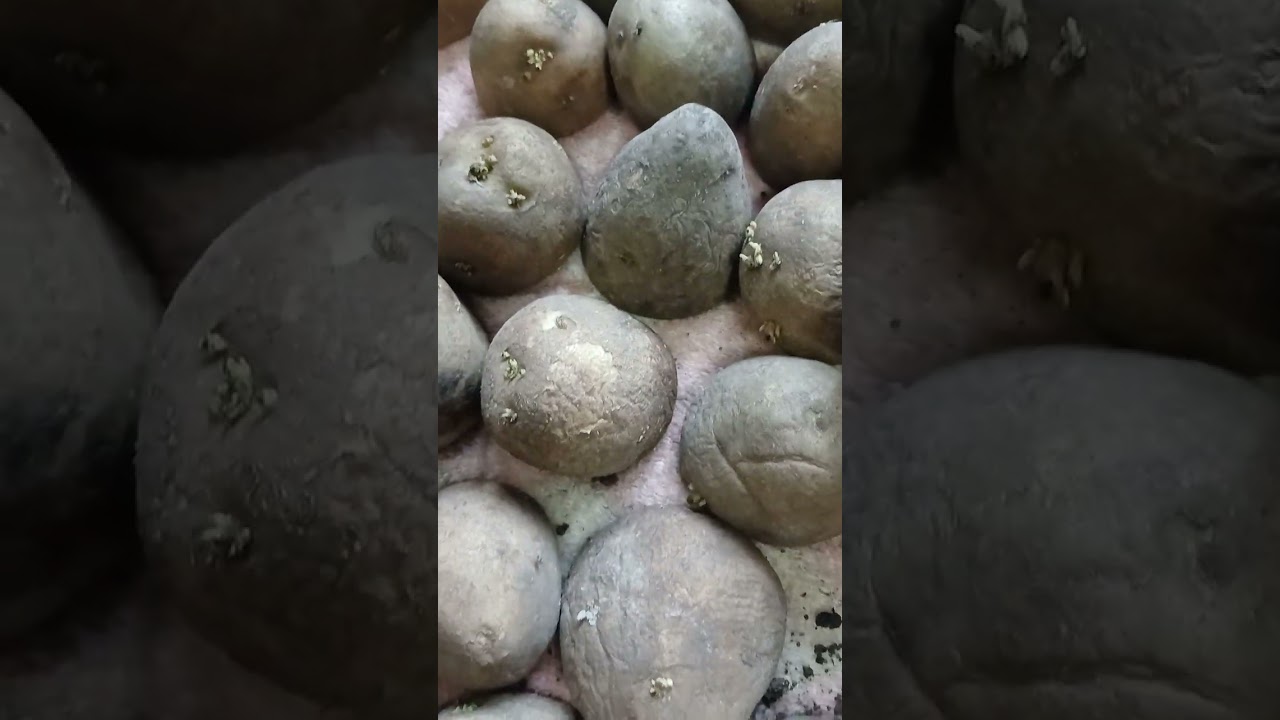 Картошкани  экишга тайёргарлик