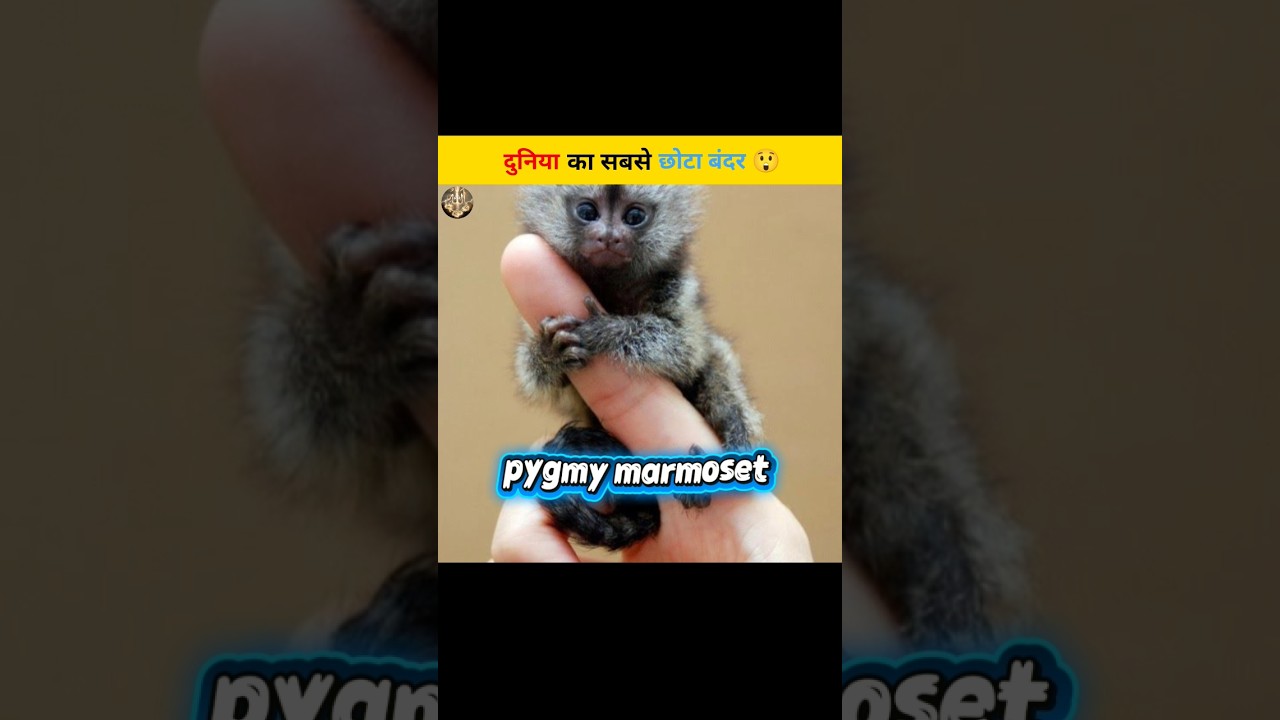 World's Smallest Monkey 🐒 