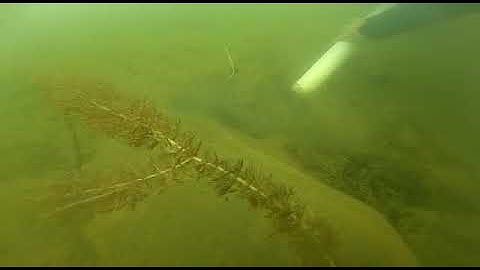 Underwater cleaning beach - подводная очистка пляжа