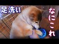 足洗いカップに戸惑う柴犬小次郎と適当に使って母に怒られる父