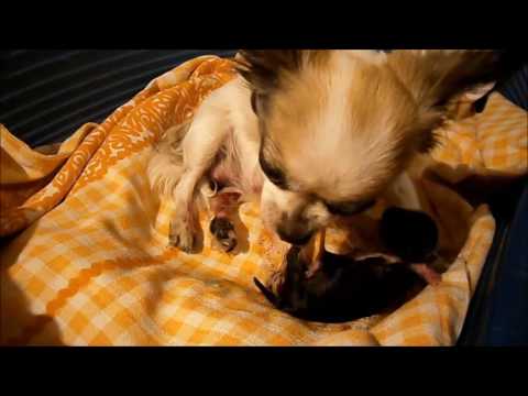 Video: Ako Porodiť čivavu