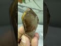 Forma Livre de Quartzo Fumê Rutilado Natural - Proteção • Transmutação