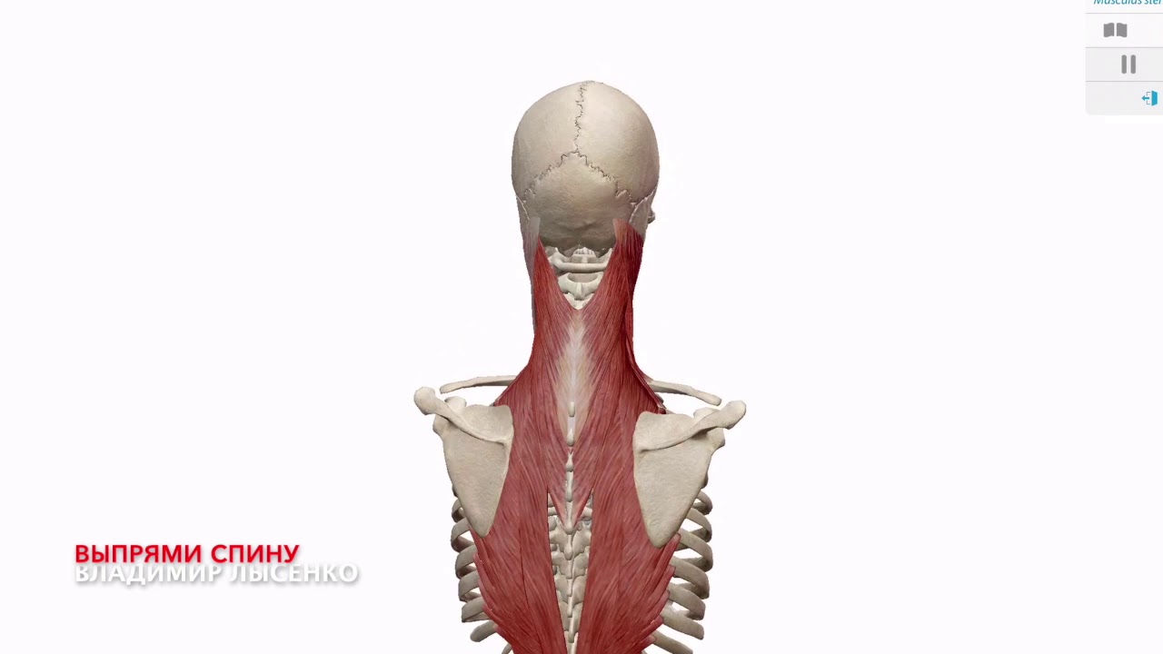 Анатомия человека 3D Грудино-ключично-сосцевидную мышца Строение шеи ...