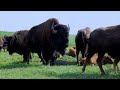 Nebraska Rancher Seeks Markets for Bison