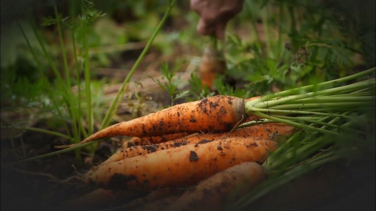Can Carrots cure cancer? YouTube