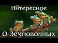 Удивительное и интересное о Земноводных