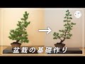【盆栽の基礎作り】タネ(実生)から35年間育てた五葉松を盆栽に仕立ててみました【西川盆栽園 西川敏一】