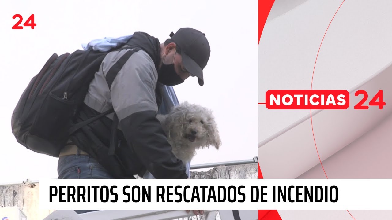Perritos son rescatados de incendio de edificio en centro de Santiago | 24 Horas TVN Chile