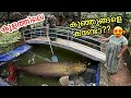 എന്തിനാ കുളത്തിലെ മീനെ പിടിച്ചേ??? | Giant Gourami Fries in My Pond