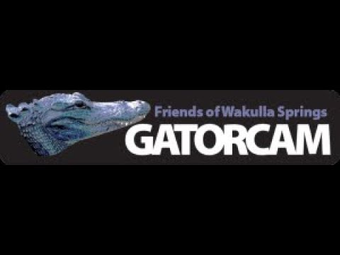 GatorCam Wakulla Springs, FL Live Stream