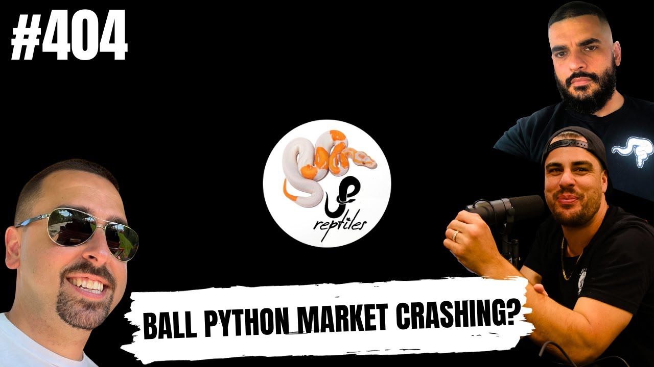 JP explains having to wholesale his high end Ball Pythons due to the ...
