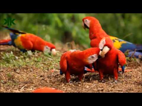 Video: Kuşlar Hakkında Ilginç Işaretler