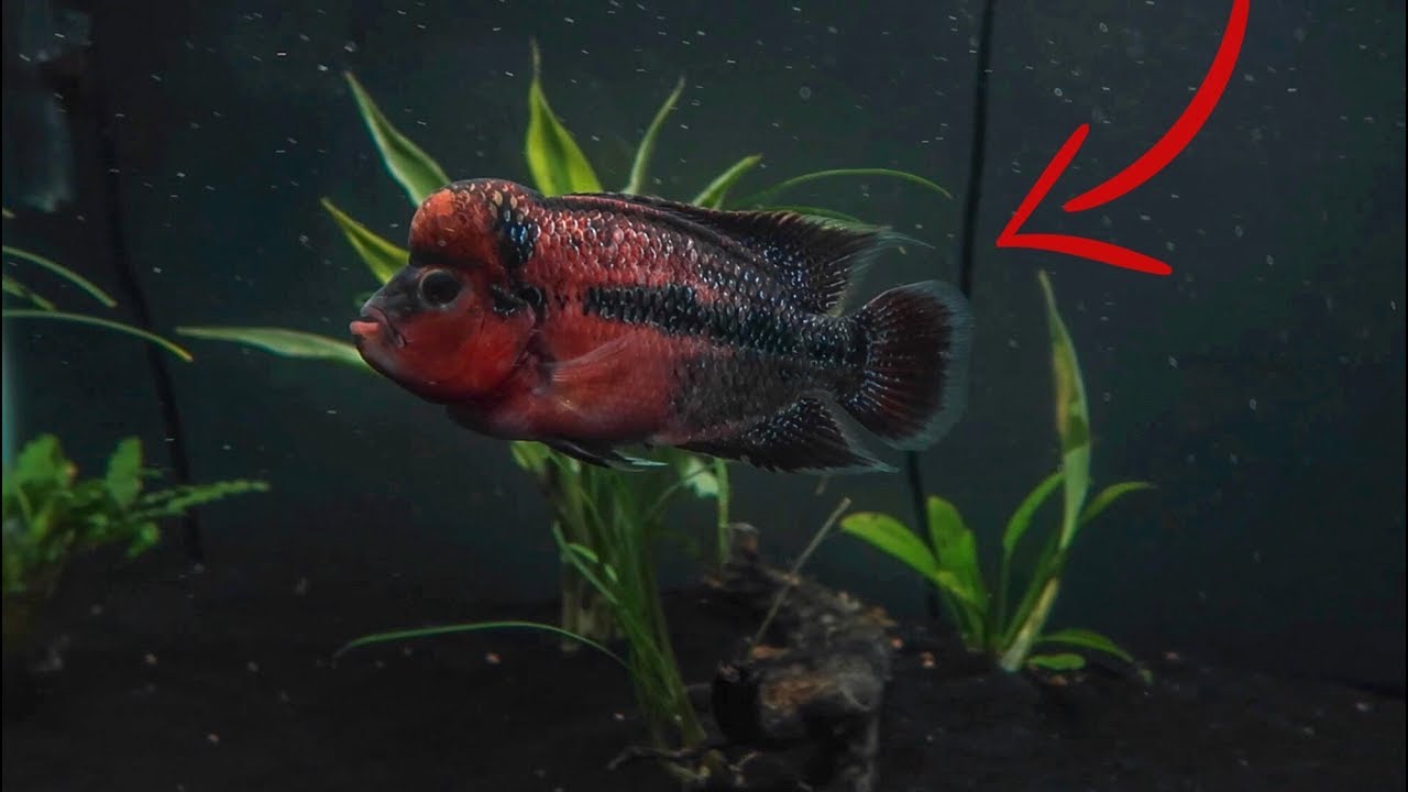 I BOUGHT a FLOWERHORN!!!