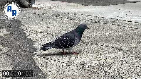 Pigeon Walk Cycle ~ Animation Reference