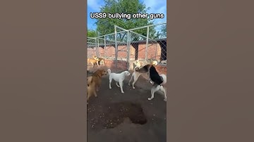 VMP VS USS9. Which one do you prefer? #shorts #codm #callofdutymobile