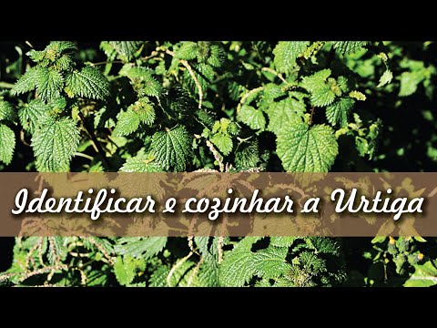 Como identificar e cozinhar a Urtiga | How to identify and cook the Nettle