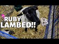 RUBY HAD TWINS!!  (DAY 9):  Vlog 271