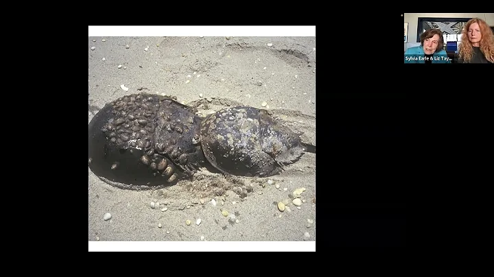 Horseshoe Crabs and Red Knots! Deborah Cramer and ...