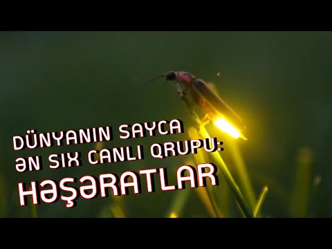 Video: Birbaşa fiziki təmas vasitəsilə hüceyrə siqnalının əsas faydası nədir?