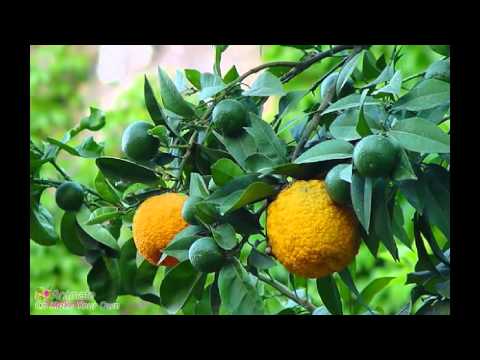 DOLCE and GABBANA ზი უან სურნელოვანი წყალი სპრეი