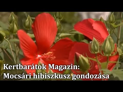 Videó: A kemény hibiszkusznövények gondozása – Hogyan termessünk hibiszkuszt a szabadban
