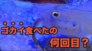 ゴカイを食べるミズタマハゼくん【海水魚水槽】