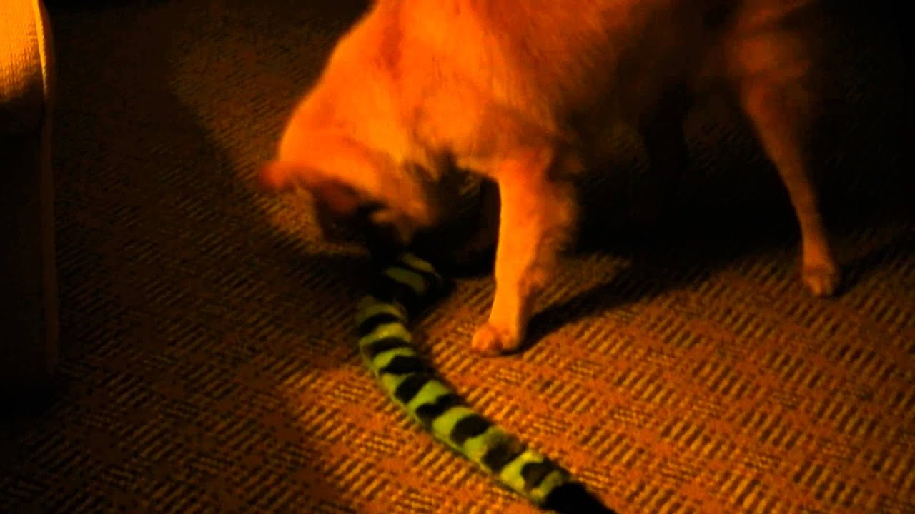 rescue dogs rock nyc Shaylee introduced to a squeaky toy