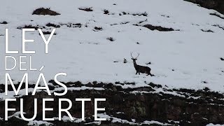 LEY DEL MÁS FUERTE - Naturaleza Salvaje Cantabria.