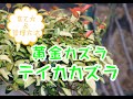 黄金カズラ(テイカカズラ)育て方&管理方法
