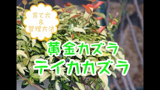 黄金カズラ テイカカズラ 育て方 管理方法 Youtube